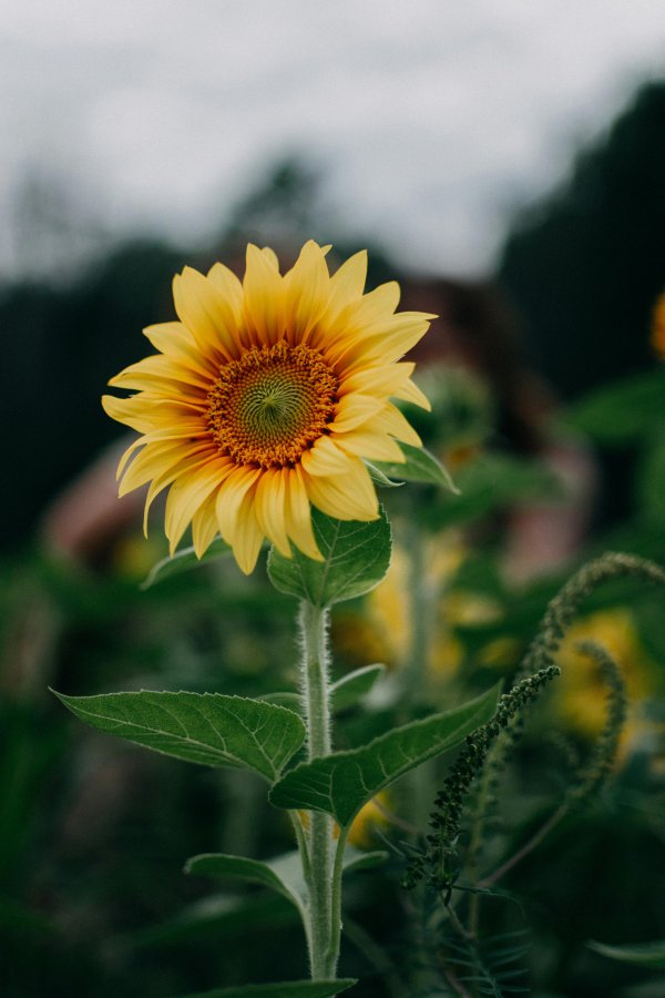 Ayçiçeği Duvar Kağıdı Fotoğrafları #1